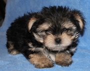 Male Yorkshire Terrier puppies for sale
